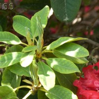 Rhododendron 'Britannia'